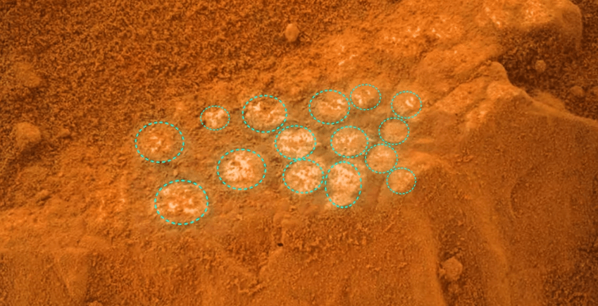fossilized eggs of dinosaurs