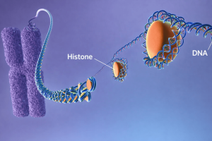 Origin of Life: Scientific Theories, Experiments, and Unanswered Questions